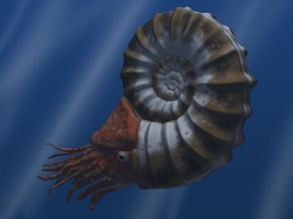 About Ammonites