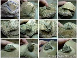 Trilobite Preparation Sequence - Metacanthina issoumourensis