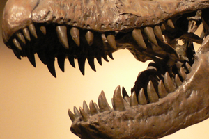 About Dinosaur Teeth