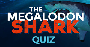 Megalodon Quiz - Test Your Prehistoric Shark Knowledge