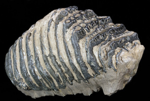 About Mammoth Molars
