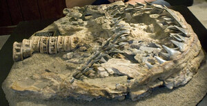 Megalodon Myth: The Megalodon And Great White Shark Are Closely Related