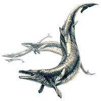 About Basilosaurs