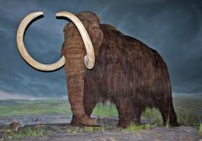 Alaska State Fossil - Woolly Mammoth
