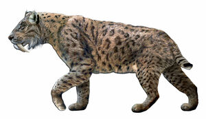 California State Fossil - Saber-Tooth Tiger (Smilodon californicus)