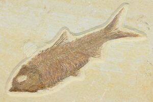 Wyoming State Fossil - Fossil Fish (Knightia)