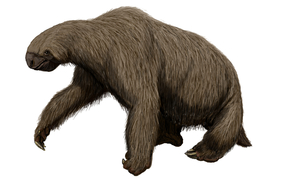 West Virginia State Fossil - Giant Ground Sloth (Megalonyx)