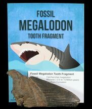 Real Fossil Megalodon Partial Tooth - 3 - 4"