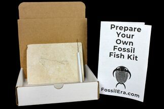 Prepare Your Own Fossil Fish Kit - Cockerellites (Priscacara)