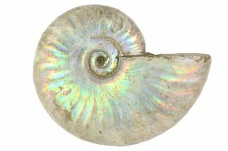 2" Silver Iridescent Ammonite Fossils