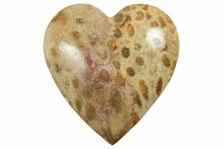1.6" Fossil Coral Heart From Indonesia