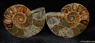 Inch Wide Cut/Polished Desmoceras Ammonite #402