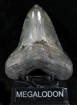 Killer Fossil Megalodon Tooth - Nice Serrations #23671