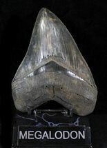 Sharp Fossil Megalodon Tooth - Huge Tooth #23686