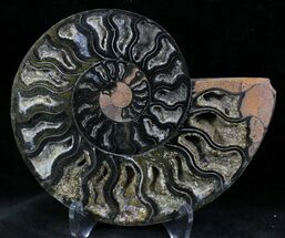 Beautiful Black Ammonite - Inch (Half) #23913