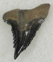 Upper Anterior Hemipristis Shark Tooth - South Carolina #24303