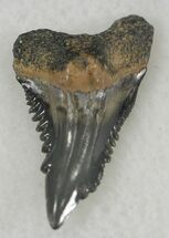 Upper Anterior Hemipristis Shark Tooth Fossil - Florida #24340