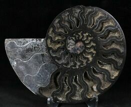 Beautiful Black Ammonite - Inches (Half) #23911