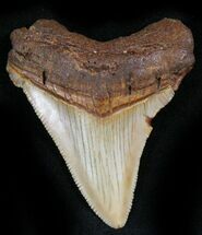 Nice Chubutensis Tooth - Megalodon Ancestor #26690