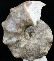 Large Mammites Ammonite - Goulmima, Morocco #27363