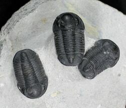 Cluster Of Gerastos Trilobites #27777