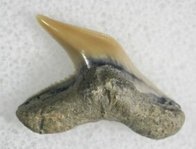 Fossil Tiger Shark Tooth #28228