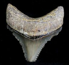 Chubutensis Tooth From Maryland - Megalodon Ancestor #28235