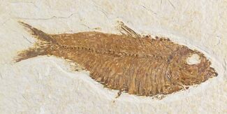 Kinghtia Fossil Fish - Wyoming #28622