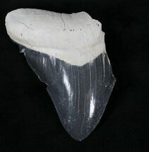 Partial Bone Valley Megalodon Tooth #29429