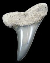 Shiny Fossil Mako Tooth - Maryland #29942