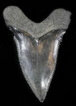 Unusually Shaped Angustidens Tooth #30190