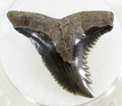 Hemipristis Shark Tooth - South Carolina #30226