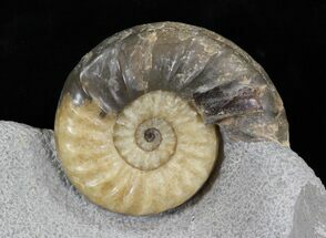 Stunning Asteroceras Ammonite - Great Display! #30742