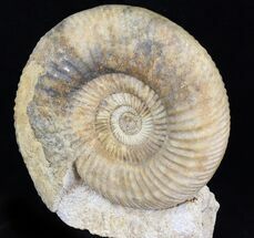 Parkinsonia Dorsetensis Ammonite - England #30778
