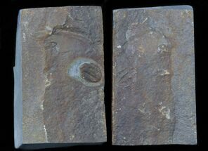 Ogyginus Trilobite From Wales - Pos/Neg #30795