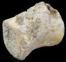 fossil bones for sale