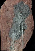 Moroccan Crinoid (Scyphocrinites) Plate #36329