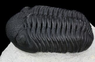 Awesome Phacopid Trilobite - Superb Specimen #36599