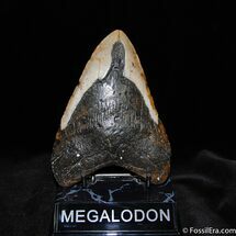 Big Inch Megalodon Tooth With Stand #524