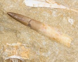 Rooted Plesiosaur (Zarafasaura) Tooth - Morocco #43132