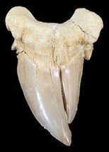 Pathological Otodus Shark Tooth #43635