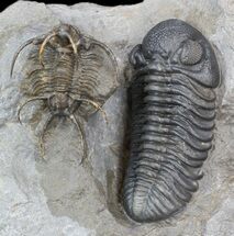 Spine-On-Spine Ceratarges & Austerops Trilobite Association #43685