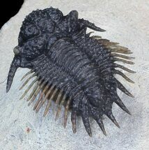 Absolutely Insane Acanthopyge (Lobopyge) Trilobite - #43692