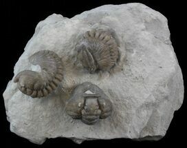 Three Enrolled Flexicalymene Trilobite - Ohio #45058