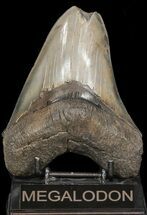 Glossy, Serrated, Megalodon Tooth - Feeding Worn Tip #45316