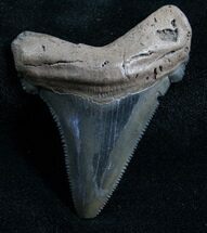 Angustiden Tooth - Pre Megalodon #4401