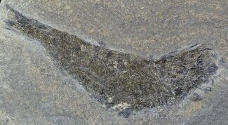 Permian Fossil Fish (Palaeoniscus) - England #49917