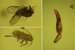 Fossil Fly, Aphid & Pseudoscorpion Claw In Baltic Amber #50660