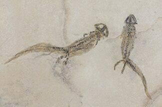 Three Nice Permian Branchiosaur (Amphibian) Fossils - Germany #50724