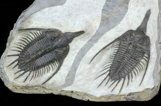 Stunning, Twin Psychopyge Trilobite - #50616